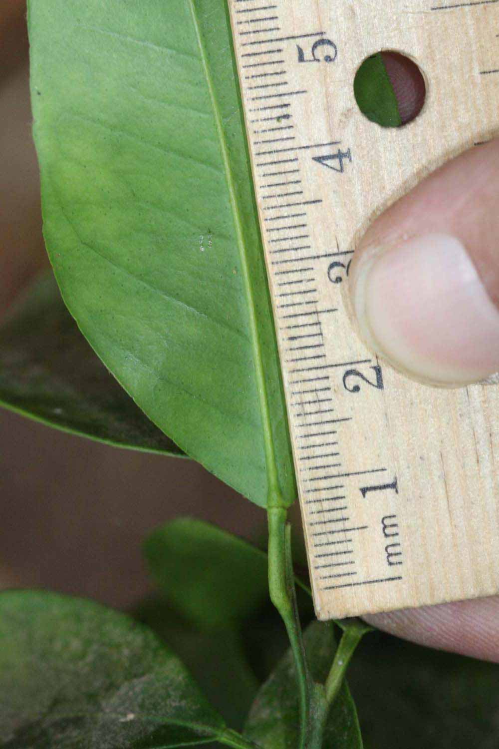              Unifoliate leaf (Riverside, CA)       